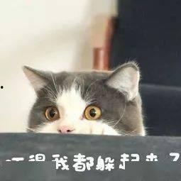 泰国肥猫爆料视频大全,萌态百出,笑料连连 第2张 泰国肥猫爆料视频大全,萌态百出,笑料连连 第2张